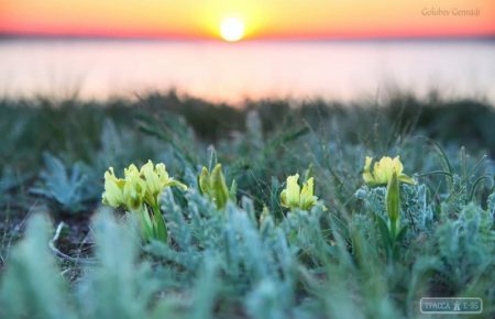На Одесчине среди зимы расцвели первоцветы (фото)
