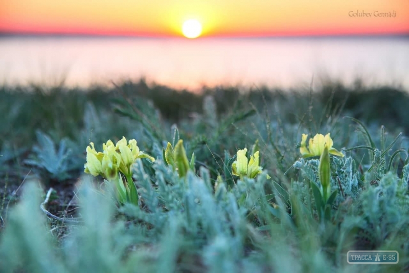 На Одещині посеред зими розквітли первоцвіти (фото)