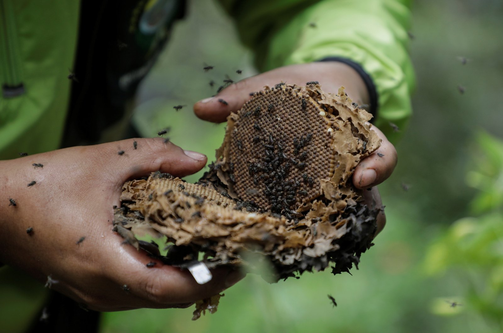 У Болівії подружжя створило заповідник для медоносних бджіл, які гинуть через рубку лісів, де вони живуть