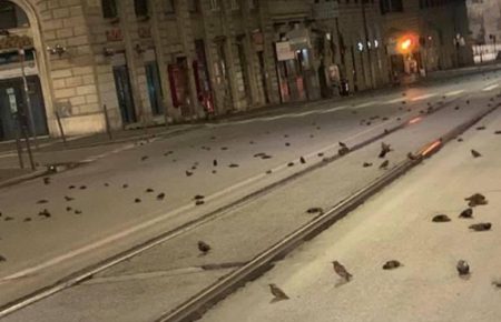 У Римі сотні птахів загинули внаслідок масових новорічних феєрверків