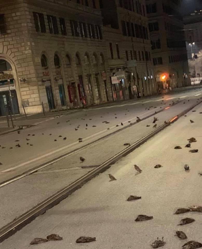 У Римі сотні птахів загинули внаслідок масових новорічних феєрверків