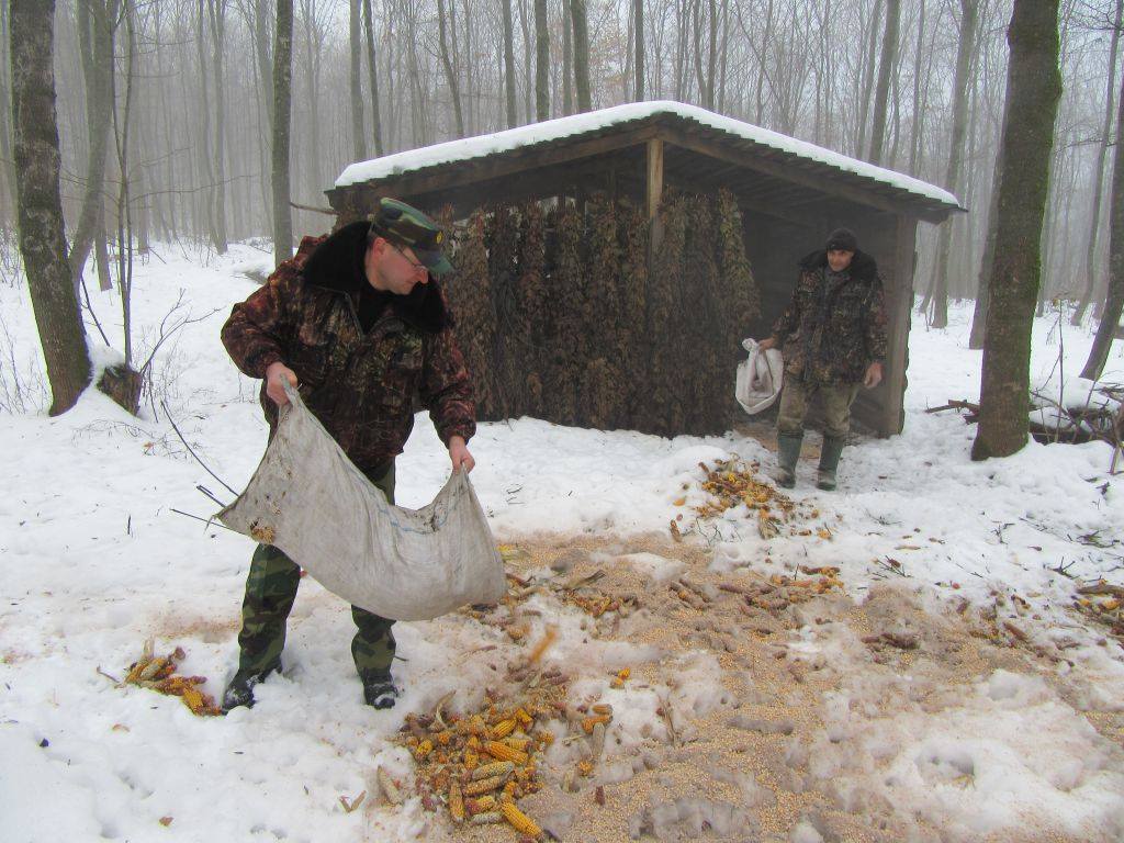 300 солонців та 30 годівниць: як лісівники на Черкащині взимку підгодовують диких тварин
