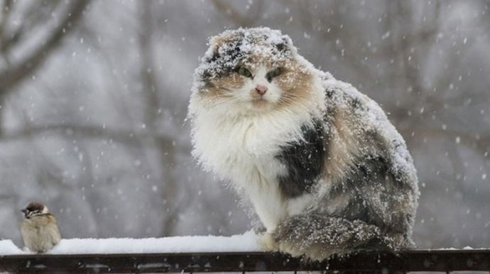 Похолодание в Киеве: опять ожидается снег, ночью возможно до -17 °