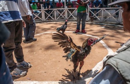 В Індії під час незаконних «півнячих боїв» один із птахів смертельно поранив свого власника