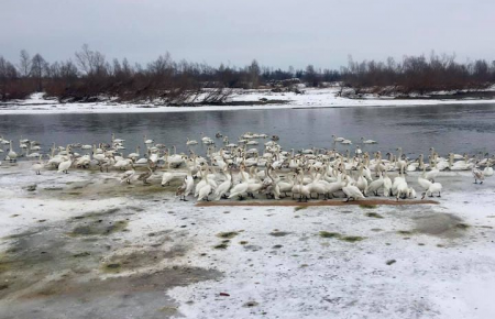 На Буковині близько чотирьох сотень лебедів знайшли прихисток на річці Прут