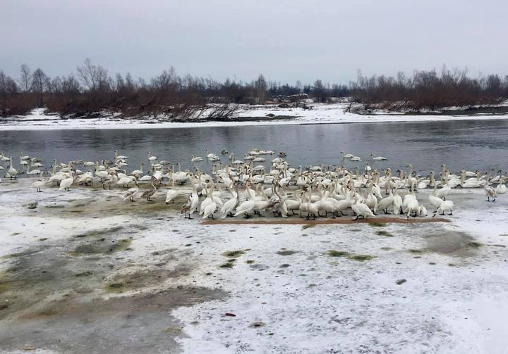 На Буковині близько чотирьох сотень лебедів знайшли прихисток на річці Прут