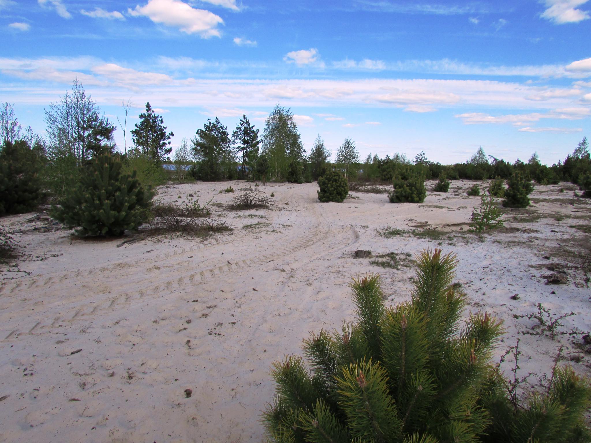 Національний парк «Пуща Радзівіла» на Рівненщині може запрацювати через рік — Яремченко