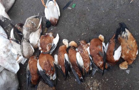 У заповіднику «Асканія-Нова» загинули 187 птахів