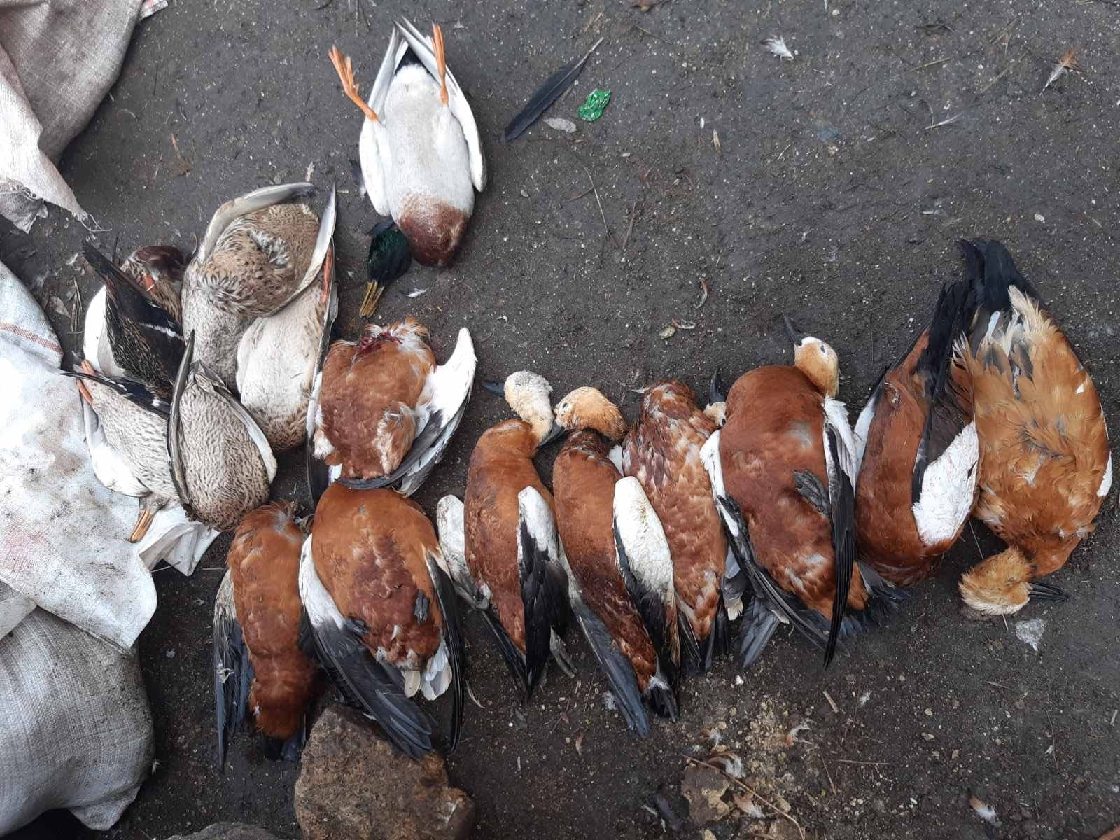 У заповіднику «Асканія-Нова» загинули 187 птахів