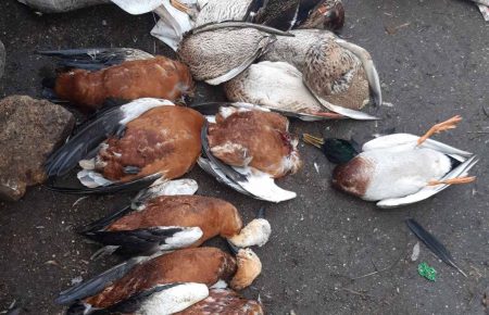 В заповеднике «Аскания-Нова» погибли 187 птиц