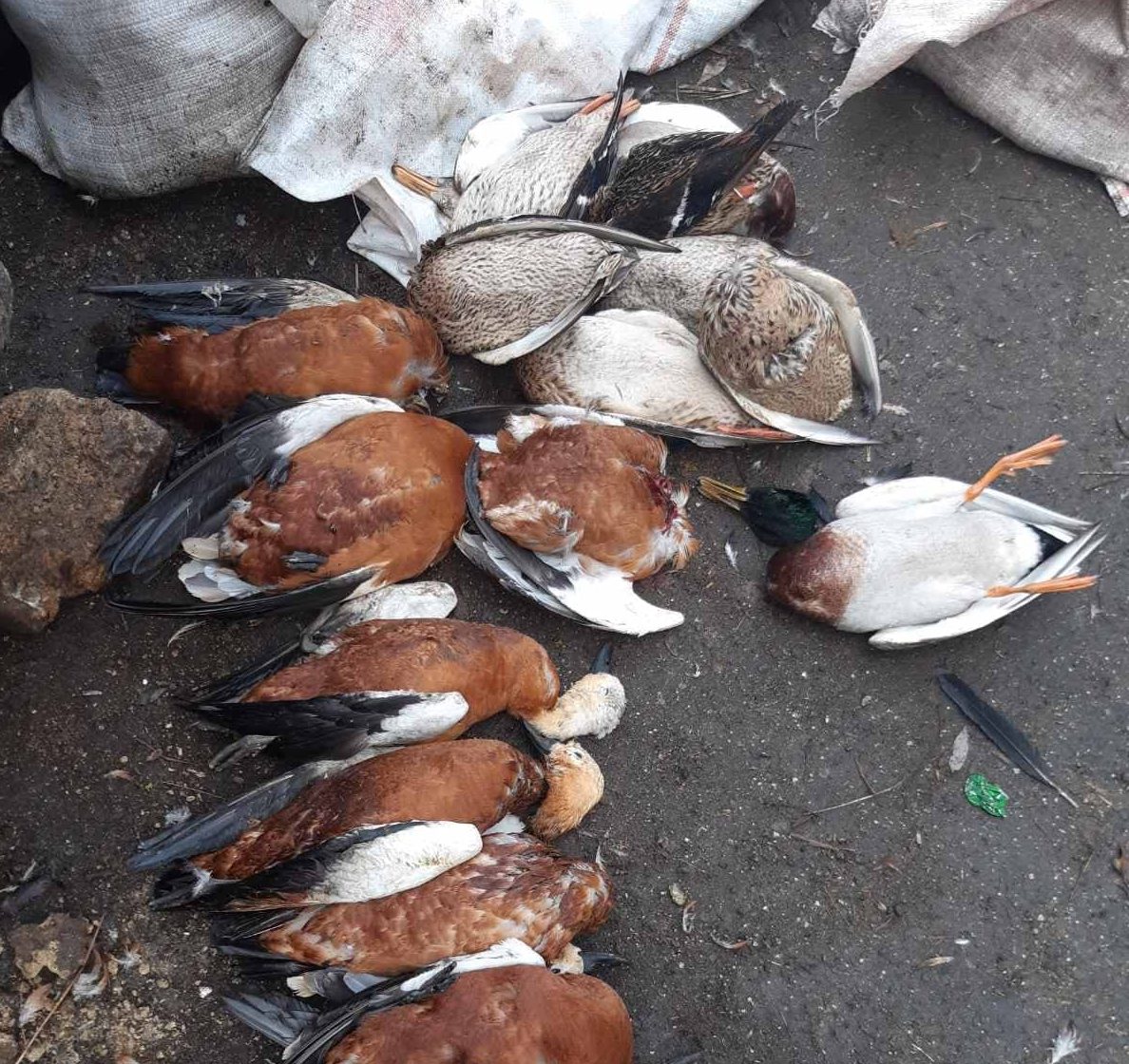В заповеднике «Аскания-Нова» погибли 187 птиц