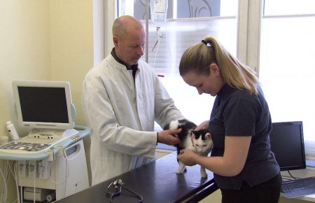 В Австрии зафиксировали первый случай, когда человек заразил кошку коронавирусом