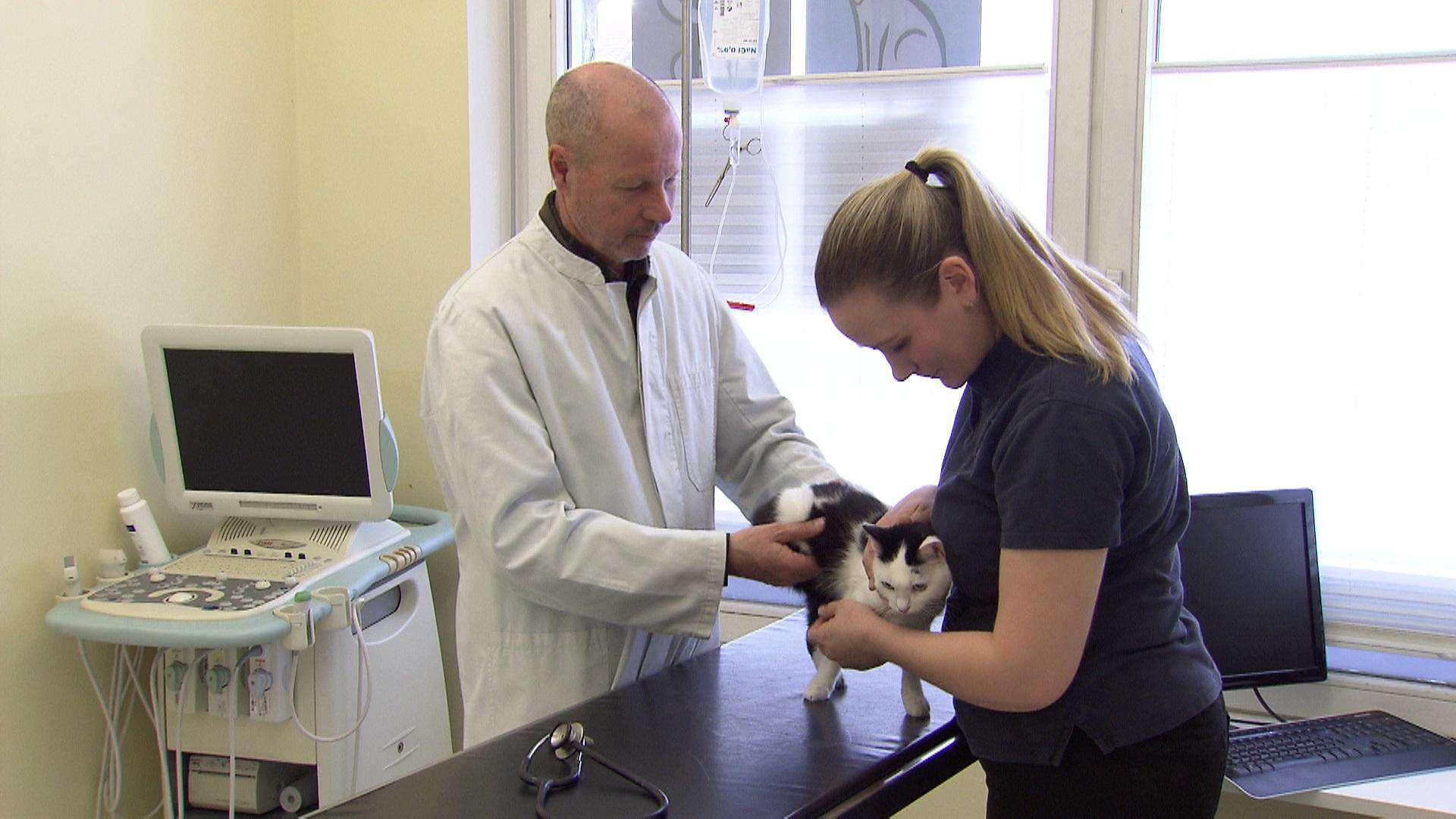В Австрии зафиксировали первый случай, когда человек заразил кошку коронавирусом