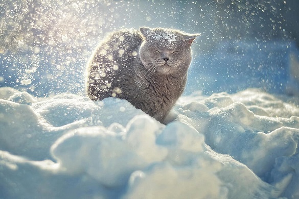 Сначала снегопады, потом морозы — Наталья Диденко о том, какая погода нас ждет в середине февраля
