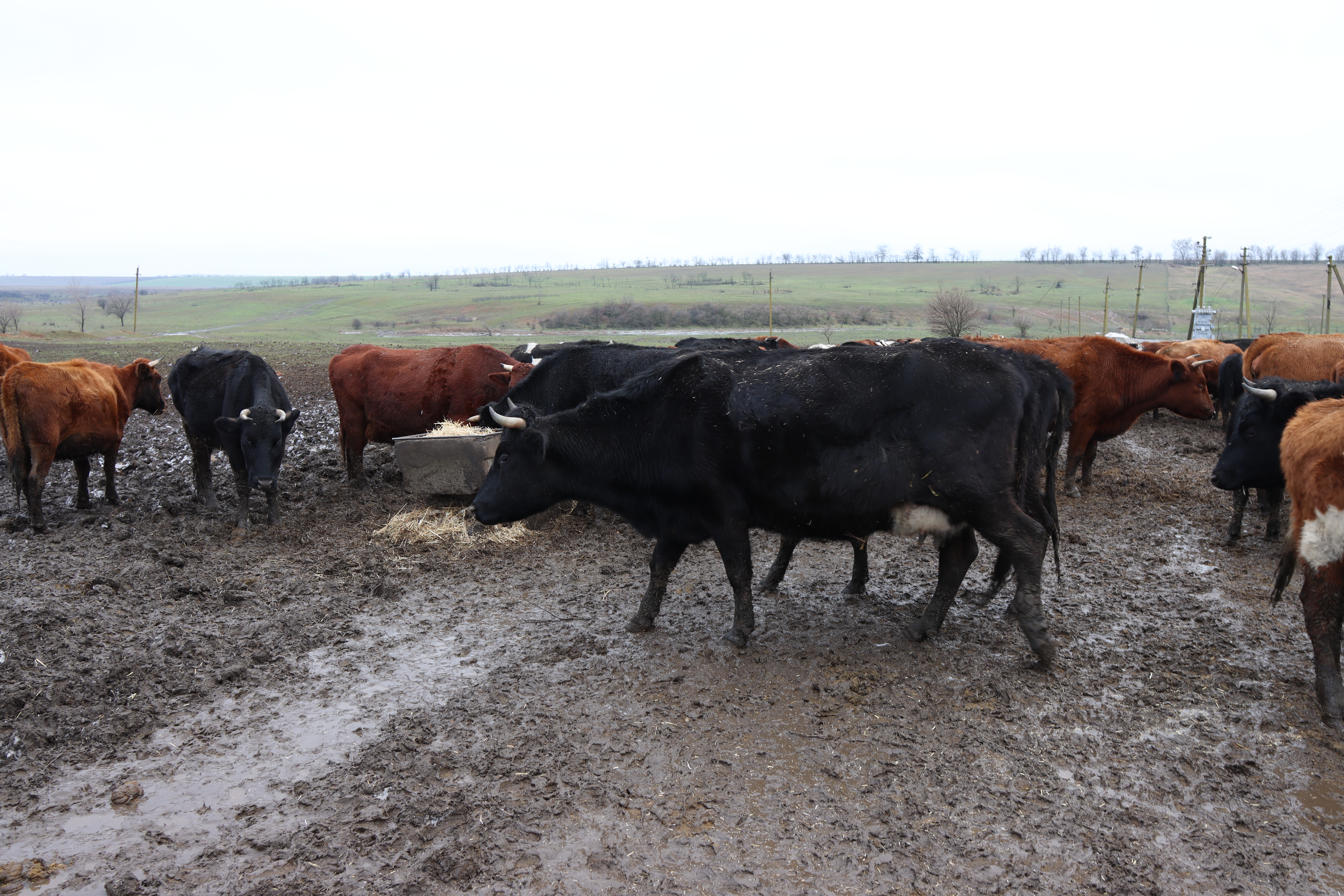 «Спали на землі у 20-градусний мороз, копита відмерзають»: на Миколаївщині зоозахисники повідомили про неналежне утримування 200 корів