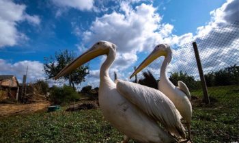 Фонд «Peli can live» хоче повернути у живу природу рожевих пеліканів, врятованих із ресторану 