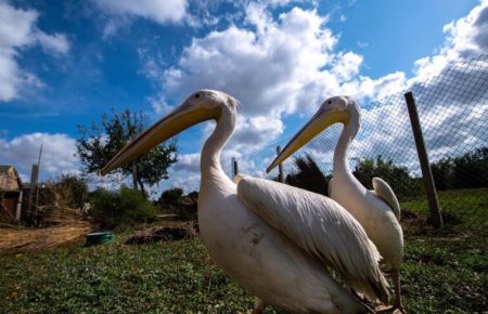 Фонд «Peli can live» хоче повернути у живу природу рожевих пеліканів, врятованих із ресторану 