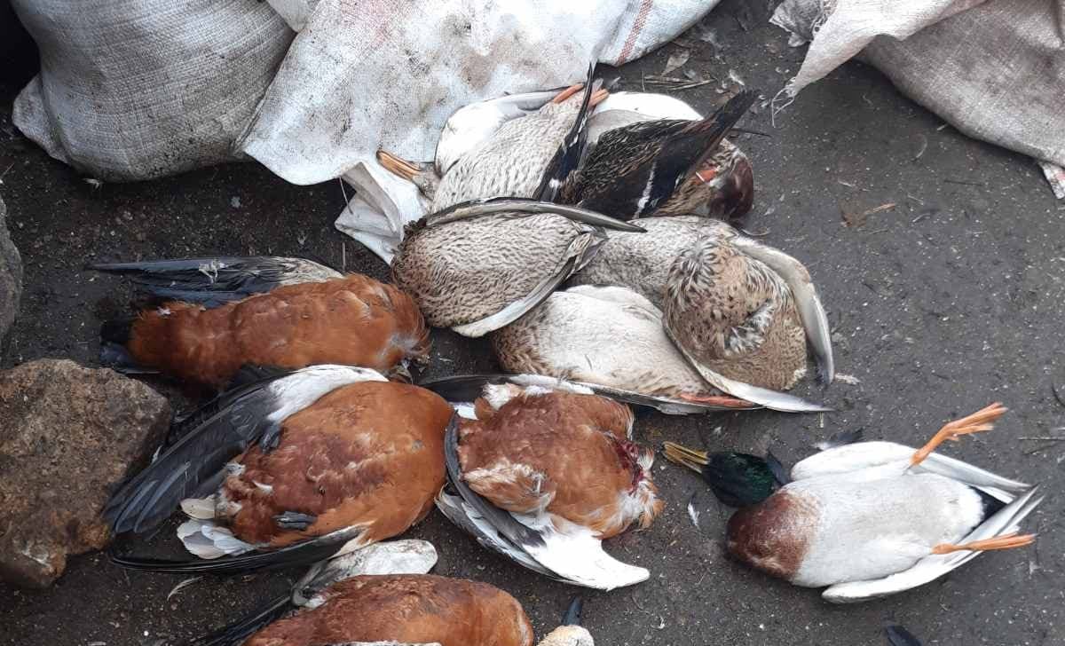 За тиждень у заповіднику «Асканія-Нова» загинули 369 птахів — Держспоживслужба