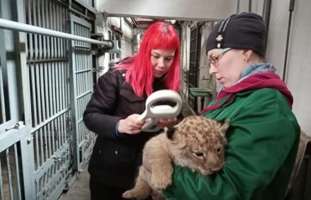 «Лев'ячий кусь»: У Миколаївському зоопарку чипували пару левенят