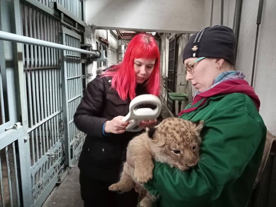 «Лев'ячий кусь»: У Миколаївському зоопарку чипували пару левенят