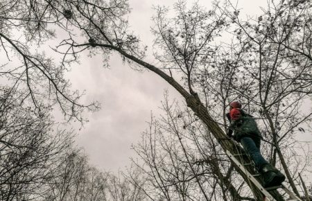 На Київщині з дерева врятували єнота (ФОТО)