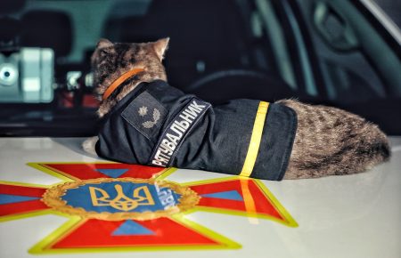 В ГСЧС рассказали про кота Чиваса, который носит форму и имеет звание «майор» (фото)