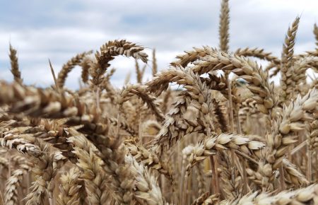 Україна з квітня заборонить імпорт пшениці, масла та паперу з Росії