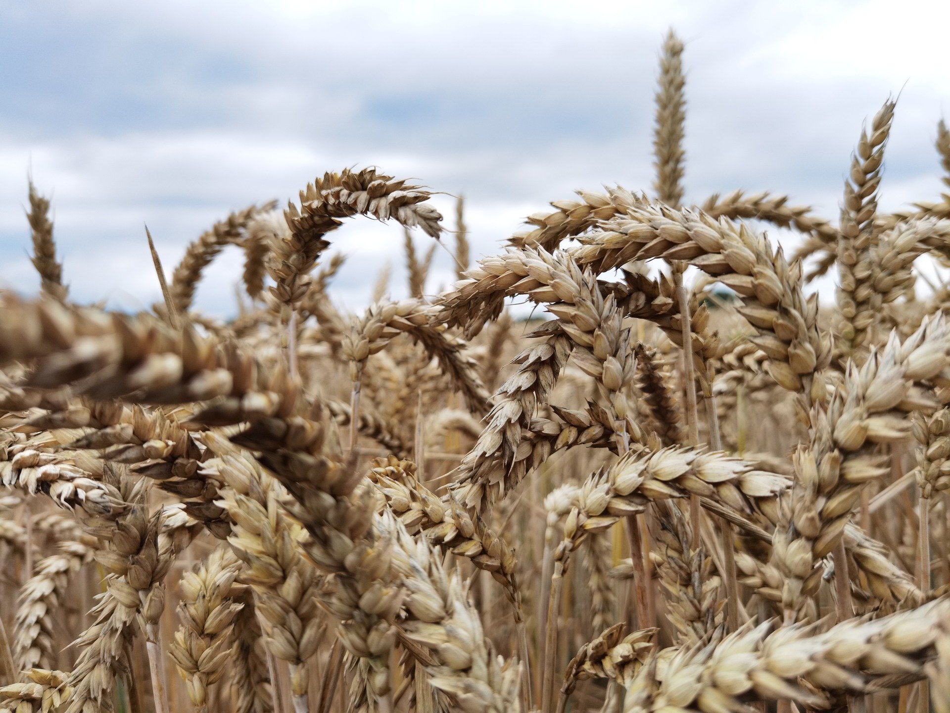 Україна з квітня заборонить імпорт пшениці, масла та паперу з Росії