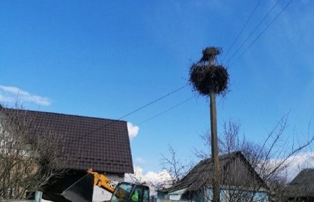 Жителі села на Київщині допомогли лелеці відновити зруйноване гніздо (фото)