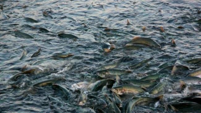 Нерестова заборона на вилов риби: хто контролює та як каратимуть