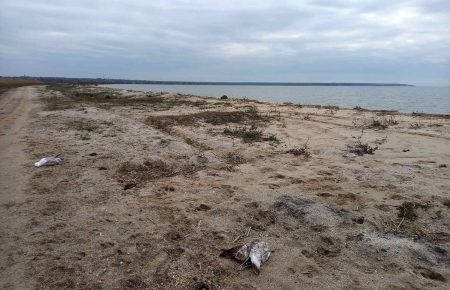 В Аскании-Новой снова нашли мертвых журавлей и бакланов