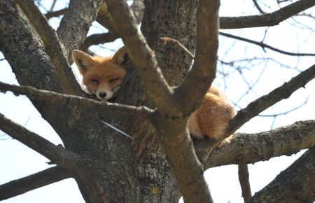 У Галицькому нацпарку розповіли про лисиць, які живуть на деревах