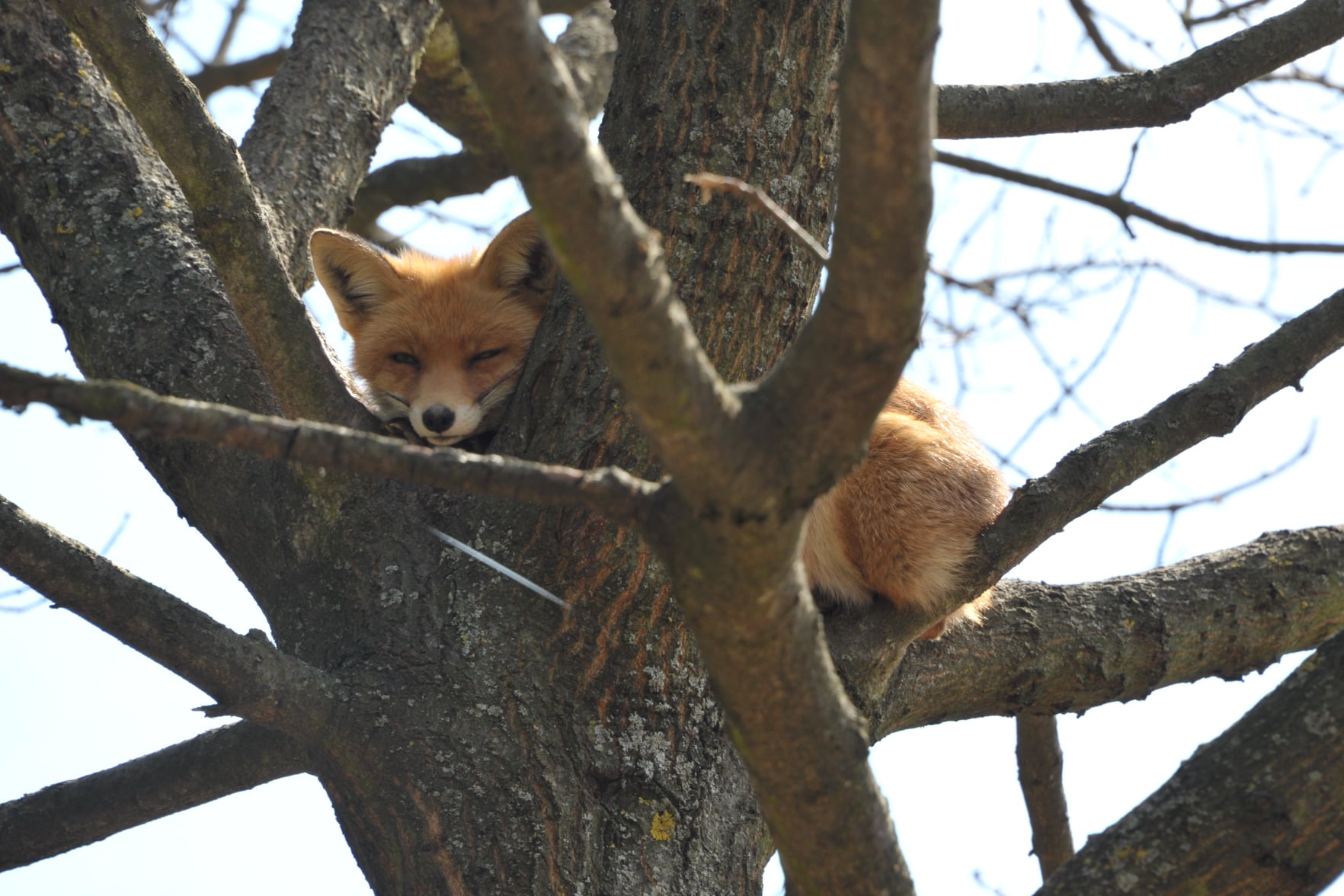 У Галицькому нацпарку розповіли про лисиць, які живуть на деревах