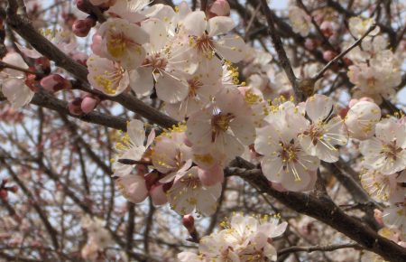 Дизпаливо та бензин можуть допомогти врятувати дерева, що квітнуть у морози — селекціонер з 50-річним стажем