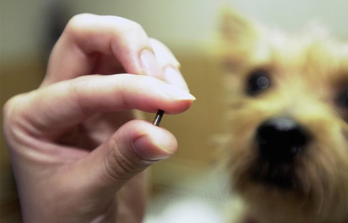 В Финляндии владельцы собак будут обязаны чипировать и регистрировать своих питомцев