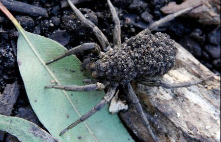 Австралийка нашла на своем газоне самку паука-волка с сотнями паучат на спине