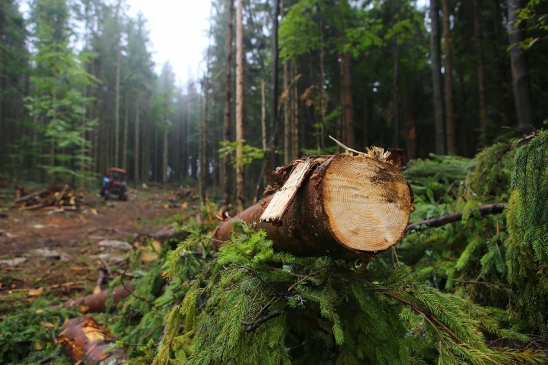 Кравец: В Украине с 1990 года ежегодно создавали 20-30 тысяч га лесов, сейчас — только 2 тысячи га