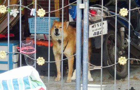 У Таїланді пес два тижні чекає господаря, який помер від COVID-19