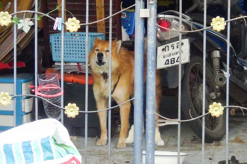В Таиланде собака две недели ждет хозяина, который умер от COVID-19 (фото)