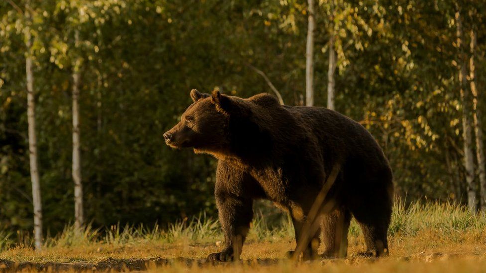 Екоактивісти підозрюють принца Ліхтенштейну у вбивстві найбільшого ведмедя Європи
