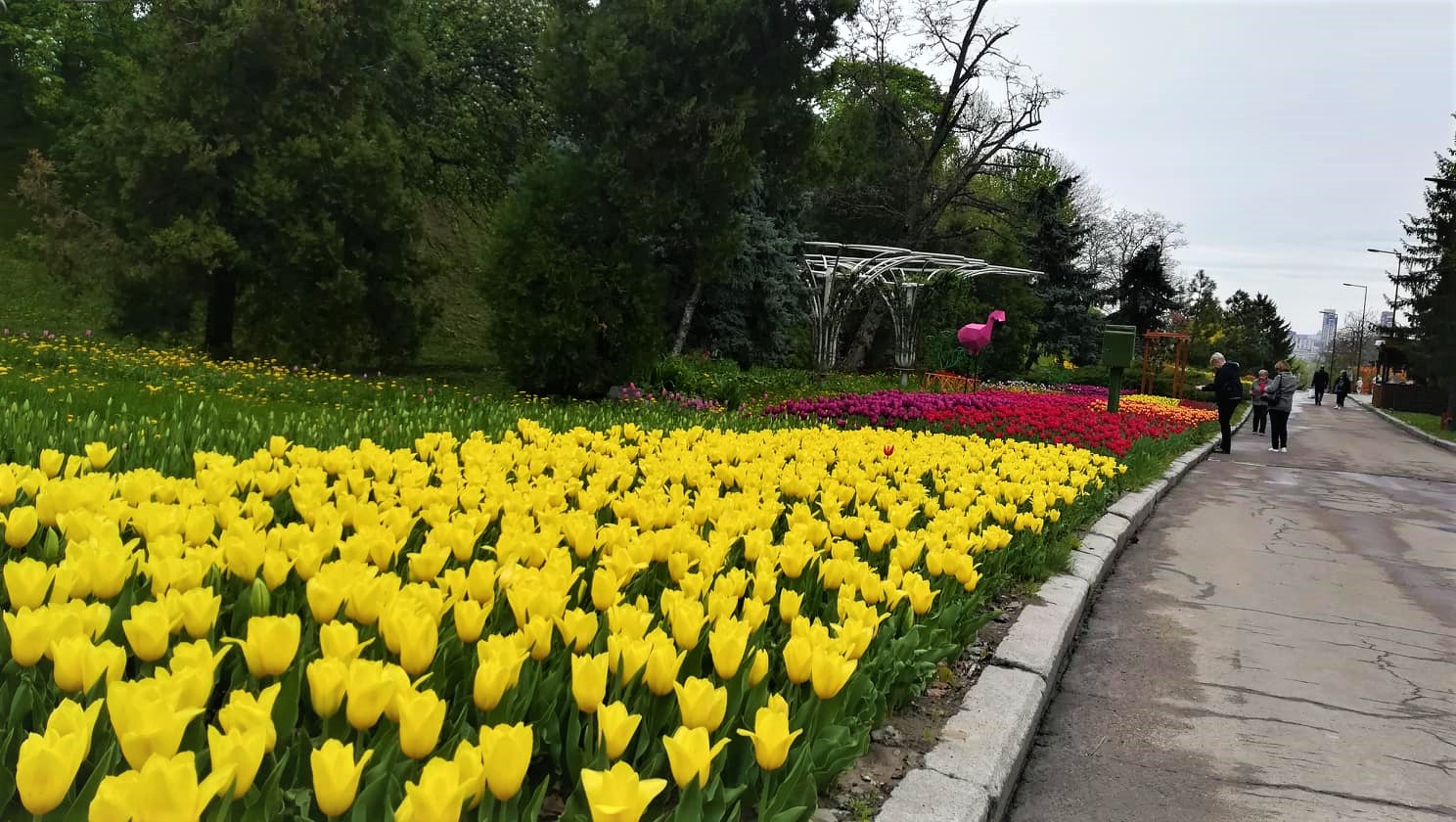 На Спивочем поле открылась выставка тюльпанов — высадили более 700 тысяч цветов (фото)
