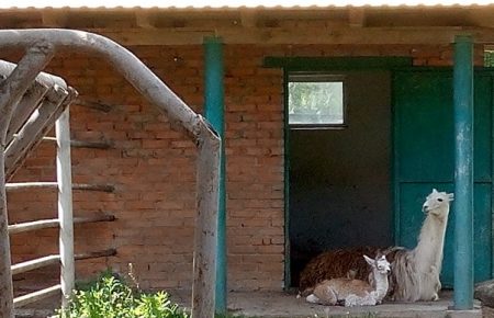 У Подільському зоопарку народилося малятко лами