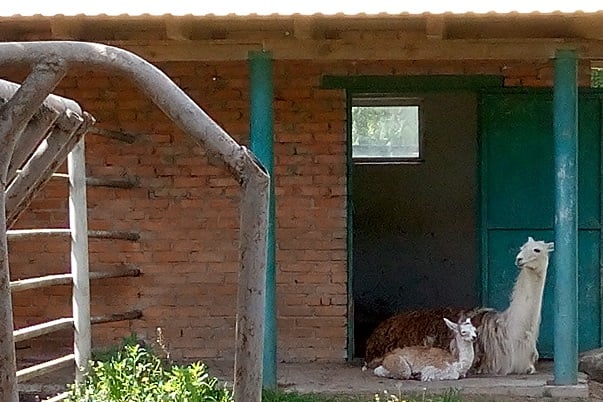 У Подільському зоопарку народилося малятко лами
