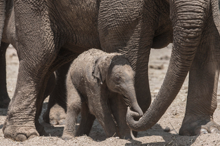 У зоопарку Тель-Авіва слони захищали дитинча від ракетних атак ХАМАС