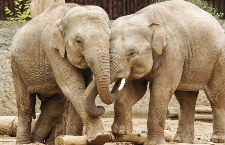 Зоологи зʼясували, навіщо слонам вуса на хоботі