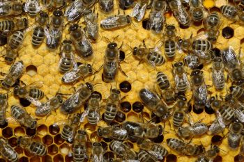Попри пандемію бджільництво залишається прибутковим — Гриньов