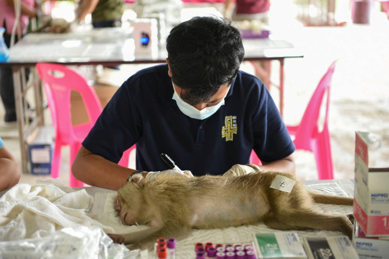 Влада Таїланду рятує 80 диких макак, яких переправляли контрабандою у пікапі