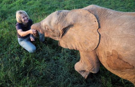 Ховається у тіні більших слонів: як у Південній Африці живе слониха-альбіноска Ханіса