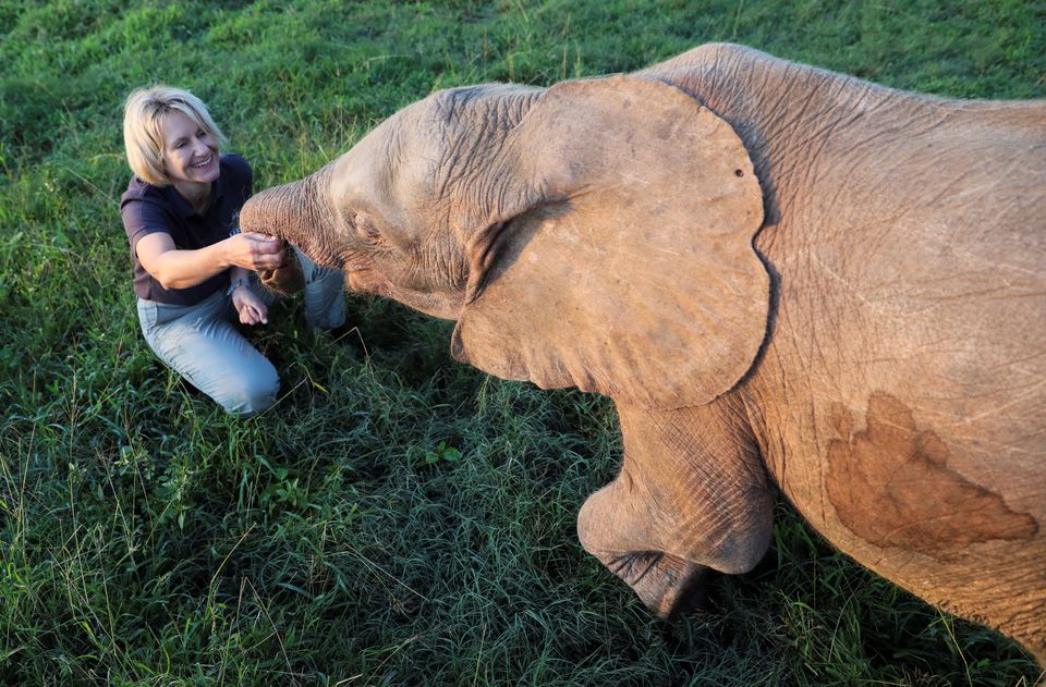 Ховається у тіні більших слонів: як у Південній Африці живе слониха-альбіноска Ханіса
