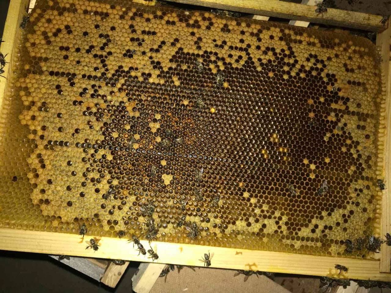 В «Укрпошті» повідомили, що власник «воскреслих» бджіл відмовляється їх забрати — ЗМІ